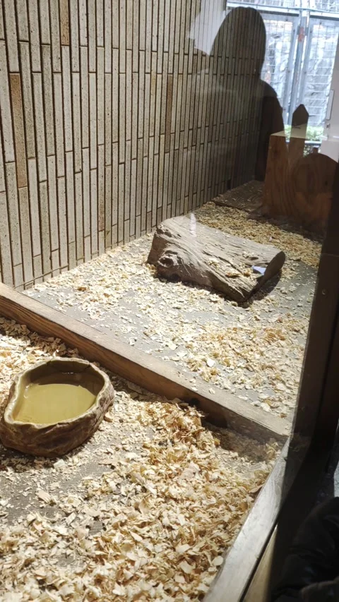 In the zoo, armadillo runs in aviary. Video stock 270803136