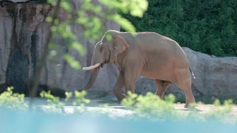 Zoo Asian elephant Video stock 270513936
