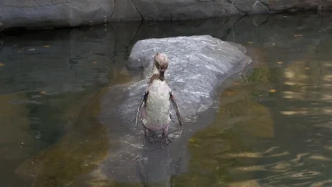 Zoo Barcelona animals fauna penguin standing rock water Stock Footage