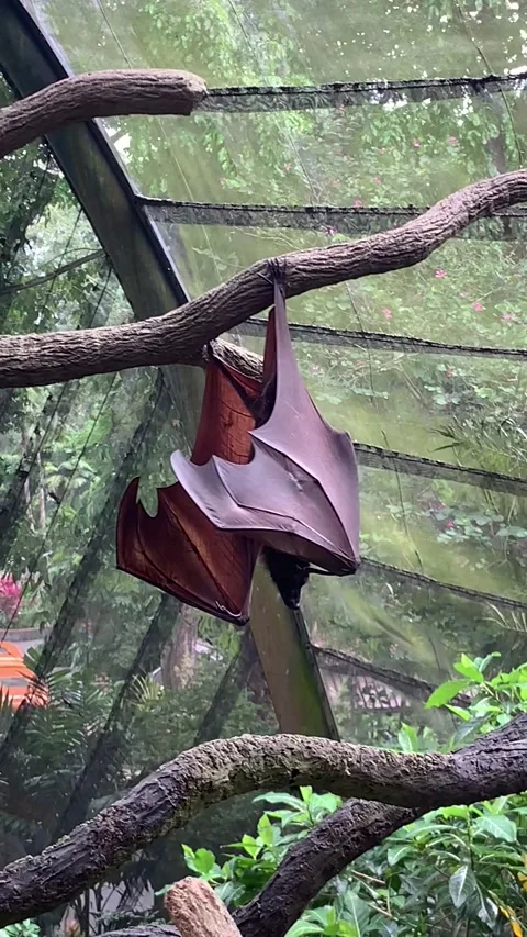Zoo bat in Singapore Video stock 344577736