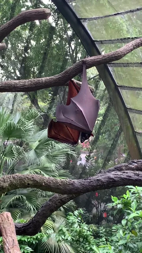 Zoo bat in Singapore Stockbeeldmateriaal 344579545