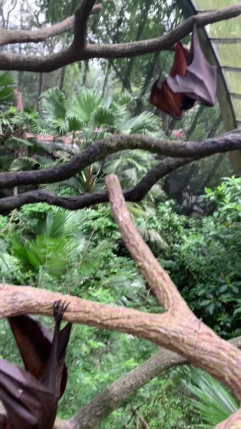 Zoo bats in Singapore Видео 344578298