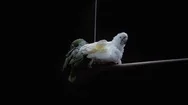 In The Zoo Beautiful White Cockatoo Parrot Sitting On Perch On Black Background Stock Footage