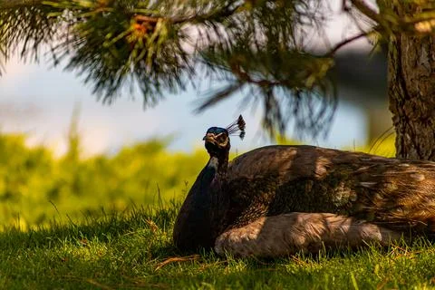 Zoo with birds and animals Stock Photos