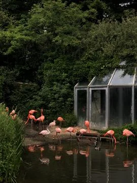 Zoo, birds Stock Photos