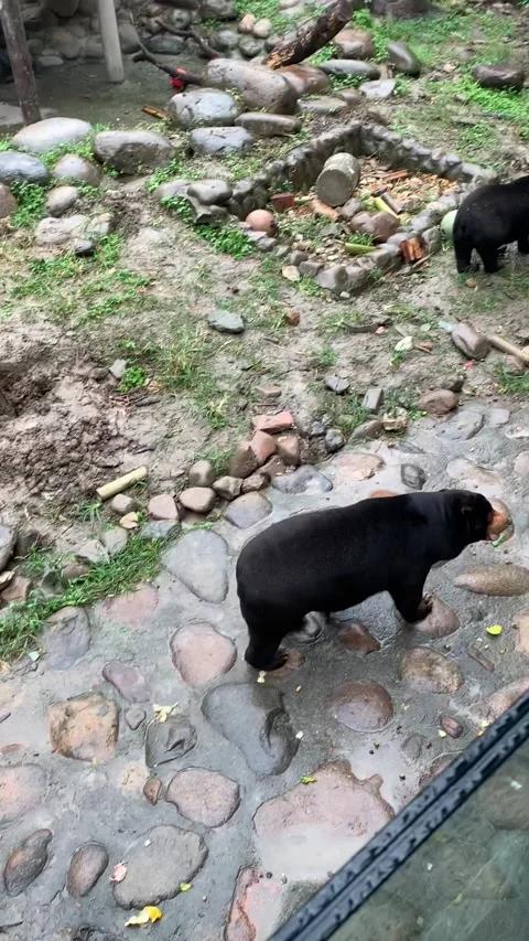 Zoo black bears in Shanghai Video stock 342561349
