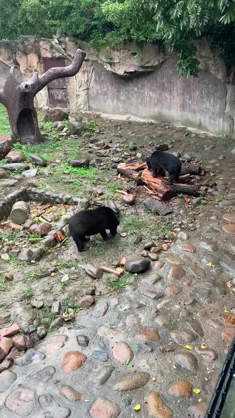 Zoo black bears in Shanghai Vídeo Stock 342561350