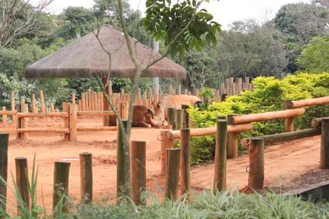 Zoo Brazil Foto stock