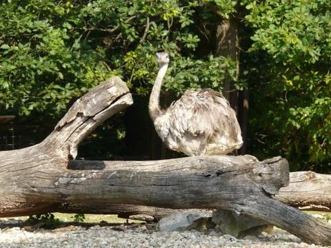 Zoo brno Stock Photos