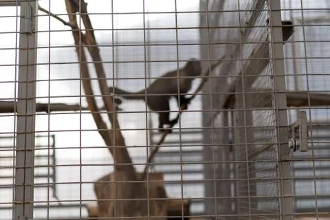 Zoo cage with a monkey inside Fotos de archivo