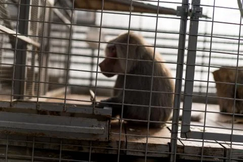 Zoo cage with a monkey inside Stock-Fotos
