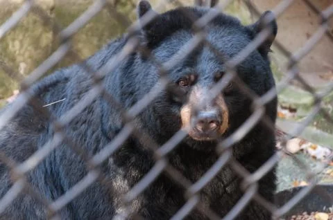 Zoo cage Stock Photos