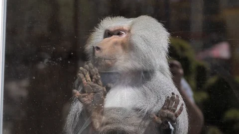 In the zoo. Close-up. A baboon in a cage behind the glass looks around 스톡 동영상 128697685