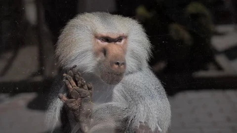 In the zoo. Close-up. A baboon in a cage behind the glass looks around Stock Footage 128698873
