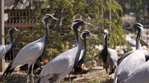 In the zoo. Close-up. Common crane (Grus grus), also known as the Eurasian crane Stock Footage 128913240
