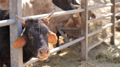 In the zoo. Close-up. The cows of different colors eats from feeder dry grass Stock Footage 128981539
