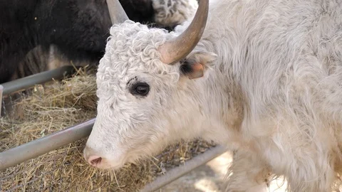 In the zoo. Close-up. In the paddock the wild yaks eats hay from the trough Stock Footage 128699042