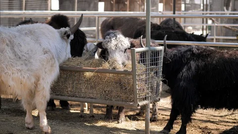 In the zoo. Close-up. In the paddock the wild yaks eats hay from the trough Stock Footage 128699154