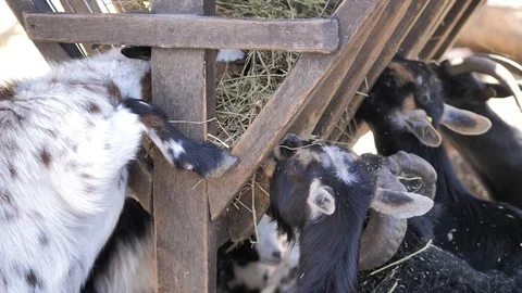 In the zoo. Close-up. In the paddock the wild yaks eats hay from the trough Stock Footage 128699238