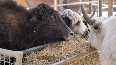In the zoo. Close-up. In the paddock the wild yaks eats hay from the trough Stock Footage 128699511