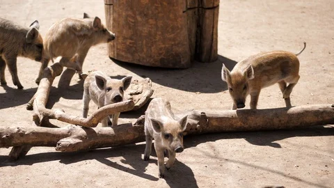 In the zoo. Close-up. The piglets of wild boars walks the paddock Stock Footage 128912411
