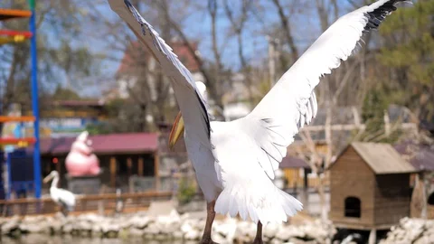 In the zoo. Close-up. Two white pelicans flap their wings before taking off Stock Footage 128697444