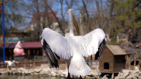 In the zoo. Close-up. Two white pelicans flap their wings before taking off Stock Footage 128698491