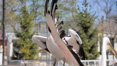 In the zoo. Close-up. Two white pelicans flap their wings before taking off Stock Footage 128698991