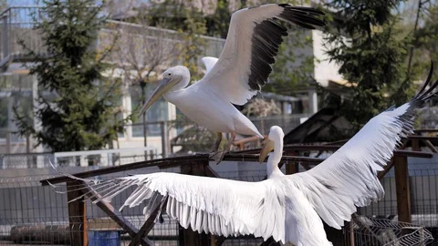 In the zoo. Close-up. Two white pelicans flap their wings before taking off Stock Footage 128699258