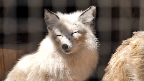 In the zoo. Close-up. white and red foxs sitting in a cage Stock Footage 128912341