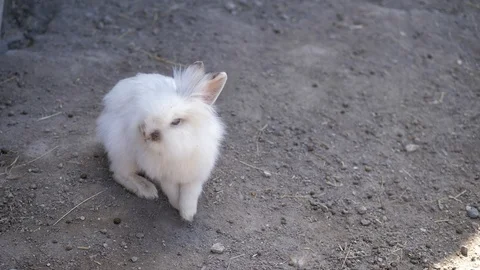 In the zoo. Close-up. A white fluffy rabbit sits in a cage and looks around Stock Footage 128824055
