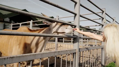 Zoo: Common eland behind bars Stock Footage 133254545