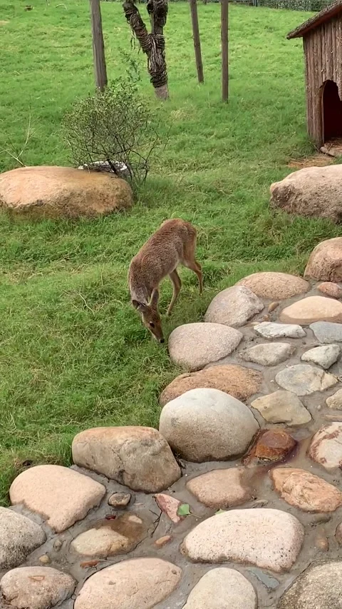 Zoo doe in Shanghai Stock Footage 342561298