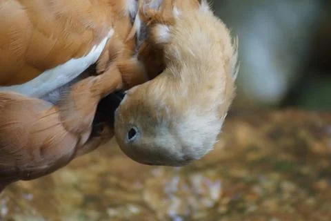Zoo duck preening Stock Photos