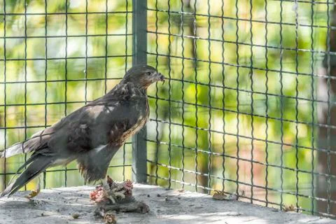 A zoo eagle in a cage Stock Photos