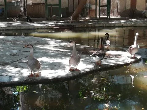 Zoo Egyptian Ducks Stock Photos