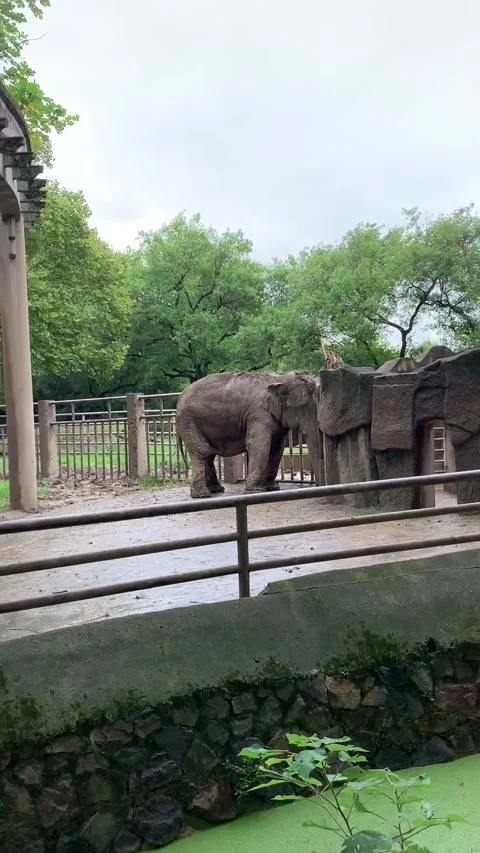 Zoo elephant in Shanghai Stock Footage 342561371
