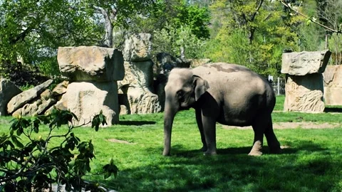 Zoo Elephant: Walking Gracefully, Captive Setting Video stock 307768167
