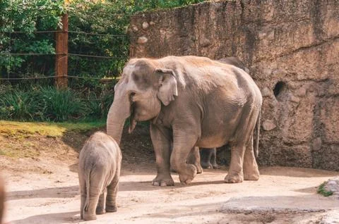 Zoo elephants Photos