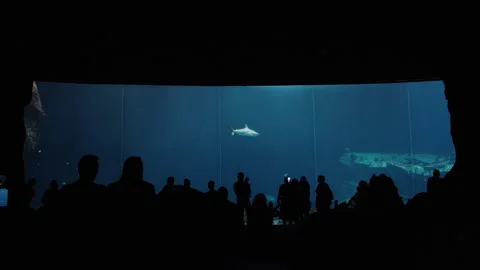 Zoo Fish Tank Overview Stock Footage 148543977