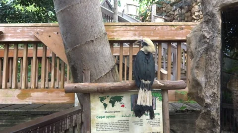 Zoo Stock Footage 27386659