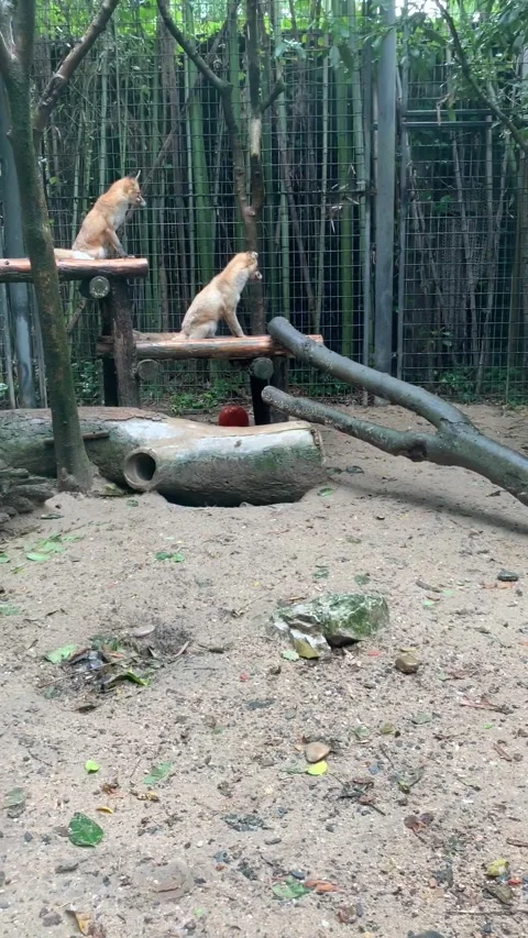 Zoo fox in Shanghai Video stock 342561370