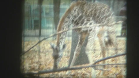 Zoo giraffe in the ussr Stock Footage 24394044