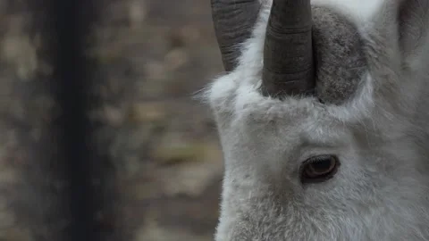 Zoo. Head of a Snow goat lying on a platform in an aviary, 스톡 동영상 142276264