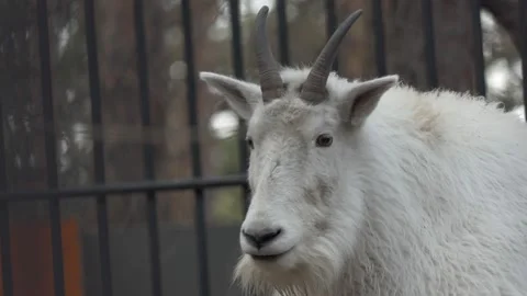 Zoo. Head of a Snow goat lying on a platform in an aviary, Vídeos de archivo 142276281