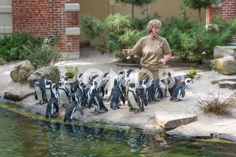 Zoo Keeper Is Feeding Penguins In The Zoo Of Antwerp