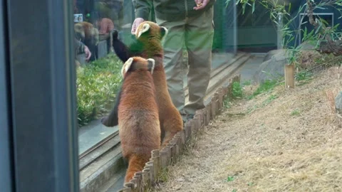 Zoo Keeper Feeds Red Pandas While Visitors Photograph Them at Ueno Zoo, Japan 库存影片 334734792