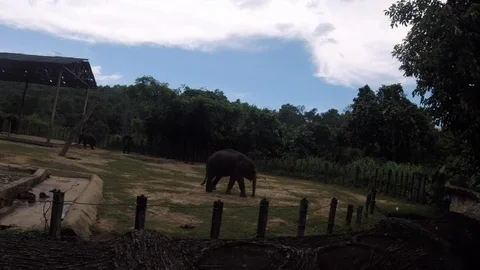 Zoo KK Stock Footage 89552326