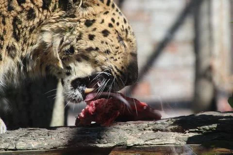 Zoo leopard eating meat Stock Photos