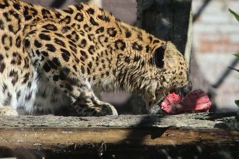 Zoo leopard eating meat Stock Photos